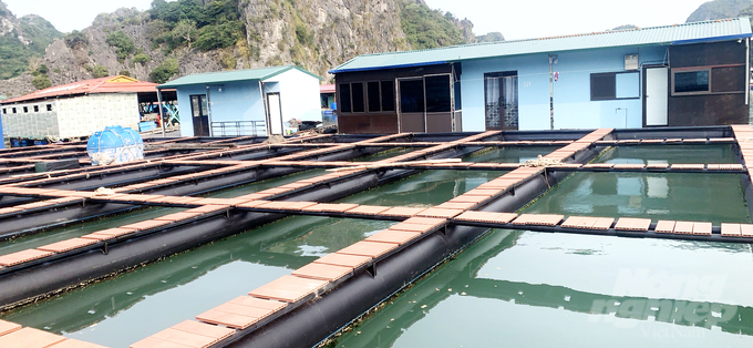 dan-nuoi-ca-cat-ba-nga-ngua-voi-long-be-bang-nhua-hdpe-182057_572.jpg Nhiều hộ dân ở Cát Bà đã tự tìm tòi và đóng mới lồng bè bằng nhựa HDPE. Ảnh: Đinh Mười.