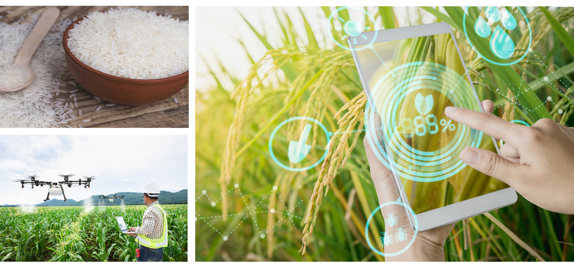Ông Lê Quốc Doanh chia sẻ về nhưng yếu tố làm nên cuộc cách mạng lúa gạo và trồng trọt