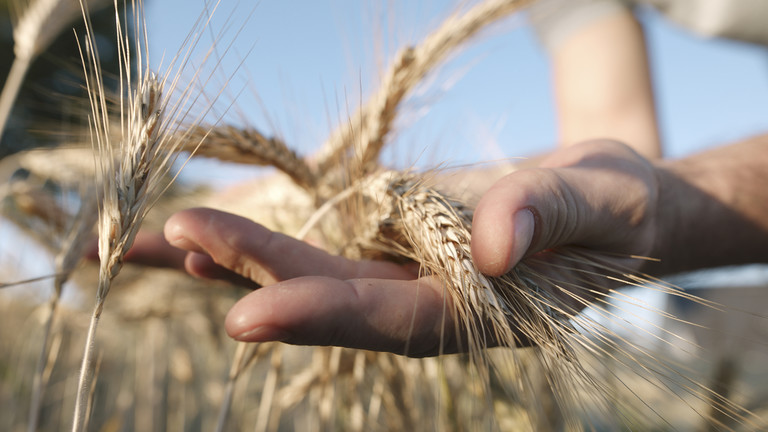 Chương trình Lương thực Thế giới đã cảnh báo rằng '44 triệu người trên thế giới đang tiến dần đến thảm họa chết đói' vì ngũ cốc của Ukraine không thể cung cấp đến họ. (Nguồn: RT)