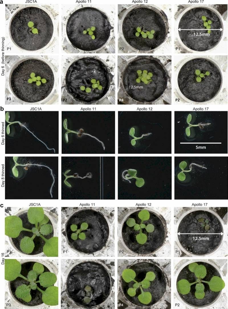 Quá trình phát triển của cây Arabidopsis để trồng thử nghiệm từ đất mặt trăng. (Nguồn: Sohu)