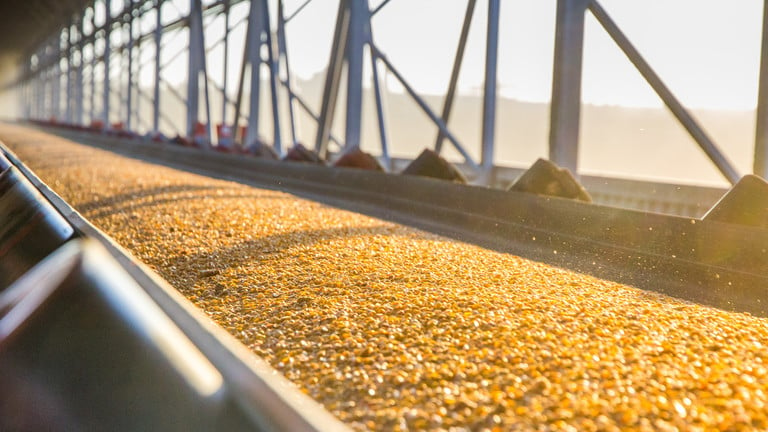 Giá lúa mì đã tăng lên mức cao nhất trong nhiều năm vào tháng trước trong bối cảnh lo ngại về khả năng nguồn cung ngũ cốc có thể bị gián đoạn do hoạt động quân sự liên tục của Nga ở Ukraine. (Nguồn: RT)