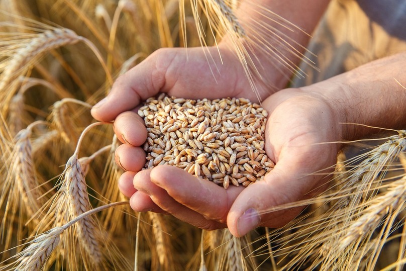 Nga đã tăng thuế xuất khẩu lúa mì cao mức lịch sử khiến phương Tây chịu nhiều áp lực kể từ khi cuộc xung đột giữa Nga và Ukraine diễn ra. (Nguồn: RT)