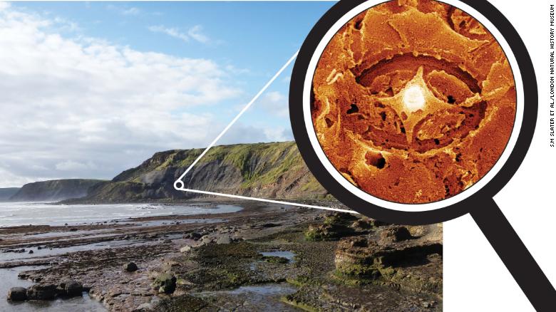 Một số nannofossils ma đã được phục hồi từ các tảng đá kỷ Jura ở Yorkshire, Vương quốc Anh.