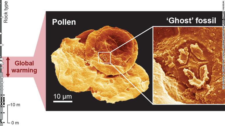 Biểu đồ này cho thấy hóa thạch ma nhỏ bé như thế nào so với hóa thạch phấn hoa.