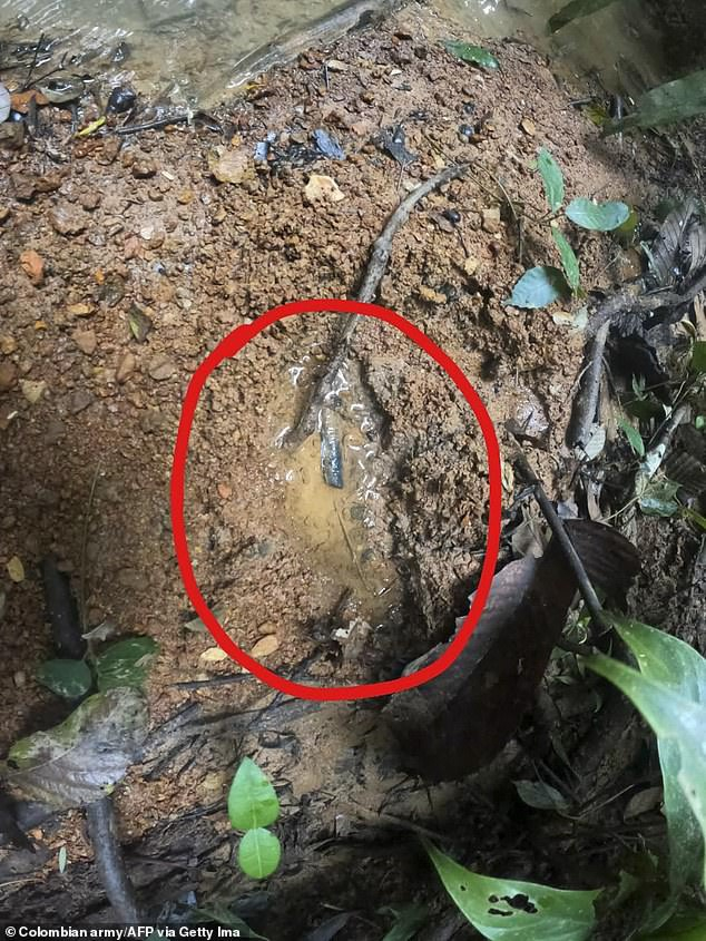 Một bức ảnh do quân đội Colombia công bố cho thấy một dấu chân được tìm thấy trong rừng ở khu vực nông thôn của đô thị Solano, Caqueta, phía đông nam Colombia. (Ảnh: dailymail.co.uk)