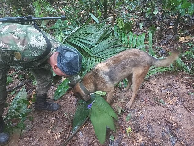 Hơn 100 binh sĩ cùng chó nghiệp vụ đi xuyên rừng ở phía nam Colombia để tìm kiếm những đứa trẻ mất tích. (Ảnh: dailymail.co.uk)