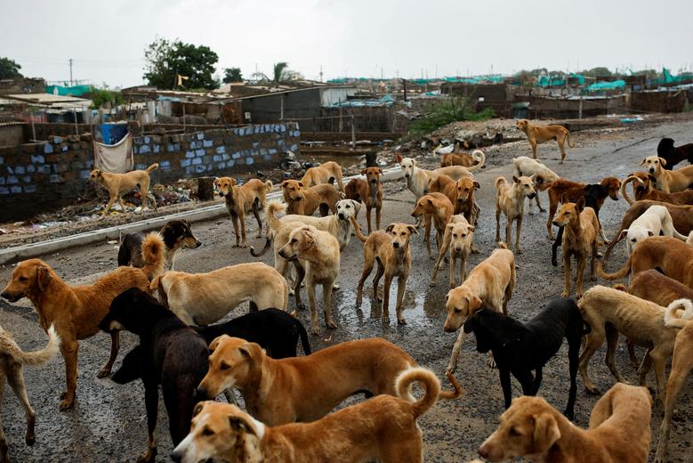 Những chú chó chờ được cho ăn sau khi bị bỏ lại khi người dân được sơ tán khỏi cảng Jakhau, trước khi cơn bão Biparjoy đổ bộ vào bang miền tây Gujarat, ở Jakhau, Ấn Độ. (Ảnh: REUTERS/Francis Mascarenhas)