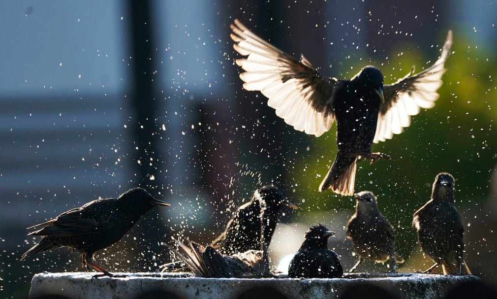 Chim sáo giải nhiệt trong bồn tắm dành cho chim khi nhiệt độ vẫn cao trên khắp Vương quốc Anh. (Ảnh: Owen Humphreys/PA)