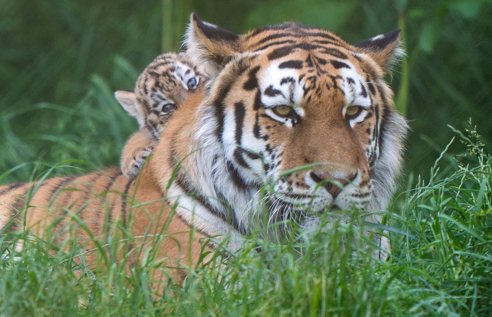 Chú hổ Amur Mishka cùng đứa con sáu tuần tuổi của mình bắt đầu khám phá chuồng mới tại vườn thú Banham, Vương quốc Anh. (Ảnh: Joe Giddens/PA)