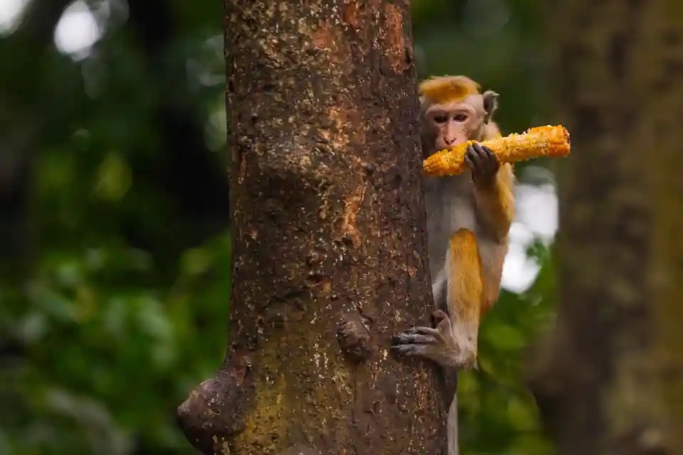Một chú khỉ Toque macaque (Macaca sinica) gặp một bắp ngô ngọt. (Ảnh: Thilina Kaluthotage/NurPhoto/Shutterstock)