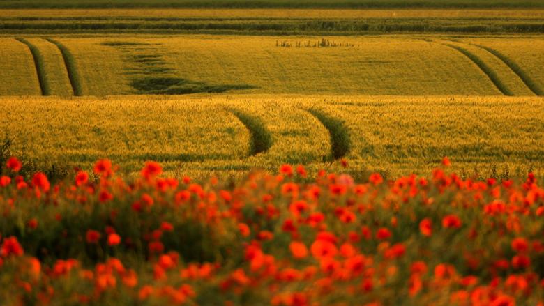 Một cánh đồng lúa mạch đằng sau những bông hoa anh túc trong ánh hoàng hôn ở Blecourt, Pháp. (Ảnh: REUTERS/Pascal Rossignol)