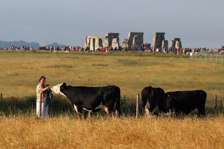 Một người cho gia súc ăn sau lễ kỷ niệm ngày hạ chí tại Stonehenge gần Amesbury, Anh. (Ảnh: REUTERS/Toby Melville)
