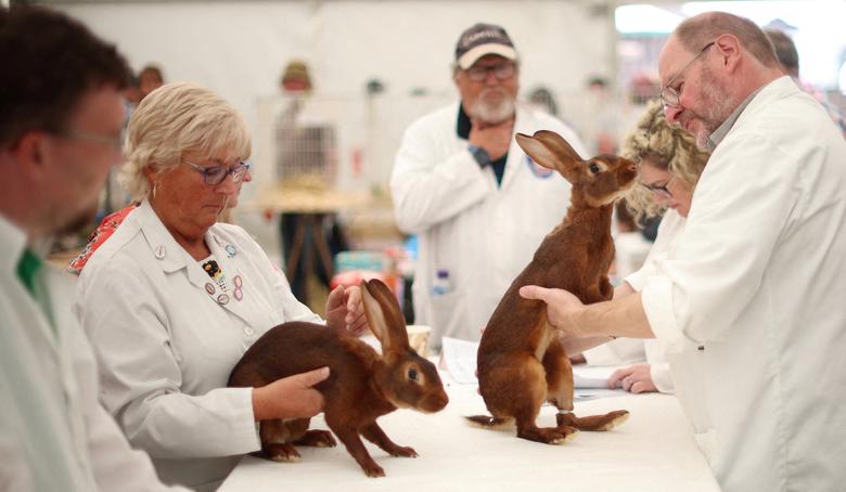 Ban giám khảo kiểm tra một cặp thỏ Bỉ trong một triển lãm nông nghiệp gần Knutsford, Anh. (Ảnh: REUTERS/Phil Noble)