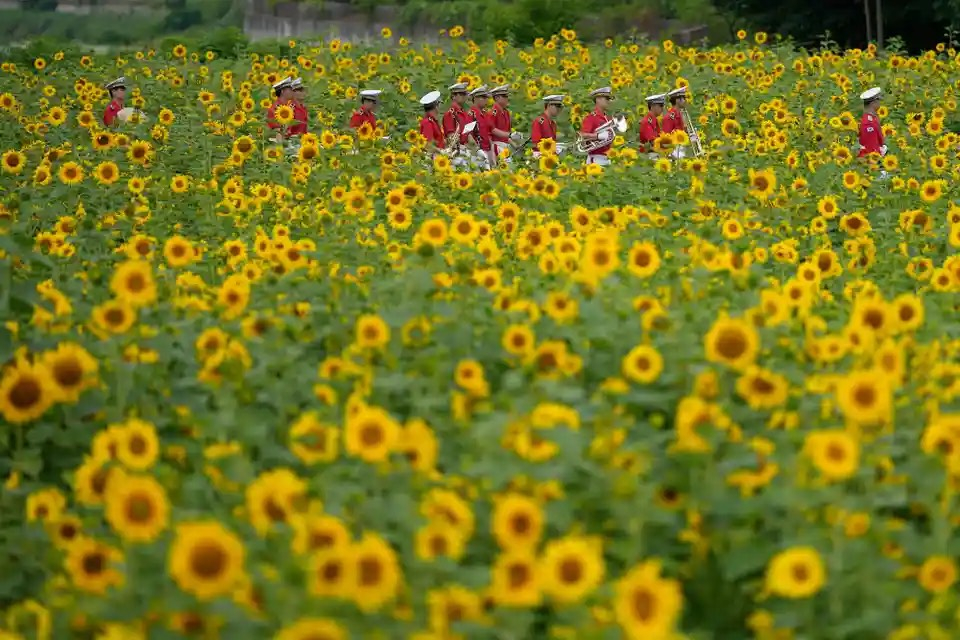 Các thành viên của một ban nhạc quân đội đi bộ qua cánh đồng hoa hướng dương ở Paju (Hàn Quốc). (Ảnh: Lee Jin-man/AP)