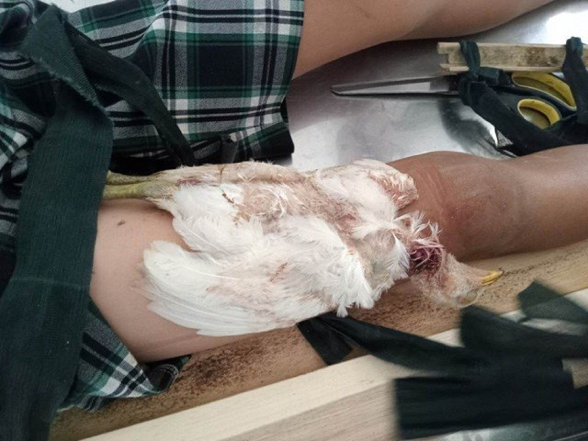 Việc bó con gà vào chỗ đùi bị gãy gây ra nhiễm trùng vết thương.