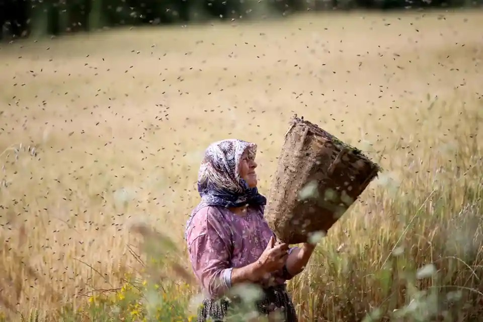 Bà Hidayet Tuna, 68 tuổi, giúp con dâu nuôi ong để kinh doanh ở Thổ Nhĩ Kỳ. (Ảnh: Özgün Tiran/Anadolu Agency/Getty Images)