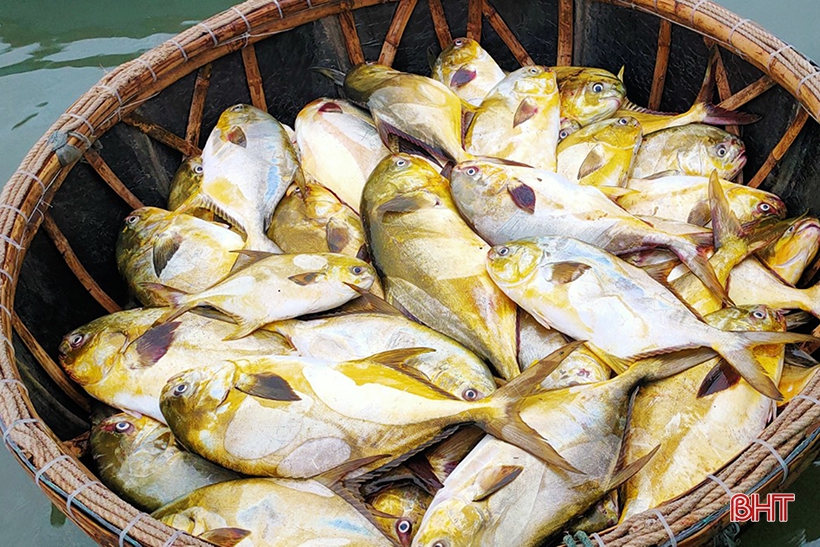Cá chim vây vàng (cá vàng dương) là loại cá quý hiếm. (Ảnh Báo Hà Tĩnh)