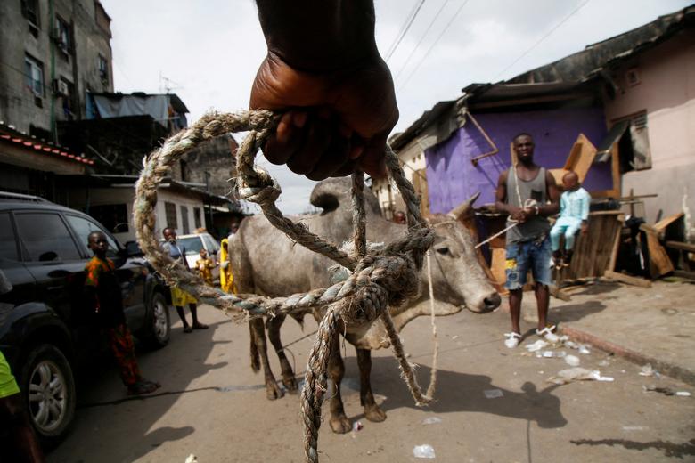 Người Hồi giáo chuẩn bị mổ một con vật hiến tế sau khi cầu nguyện tại lễ hội Eid al-Adha, ở Adjame (Abidjan, Bờ Biển Ngà). (Ảnh: REUTERS/Luc Gnago)