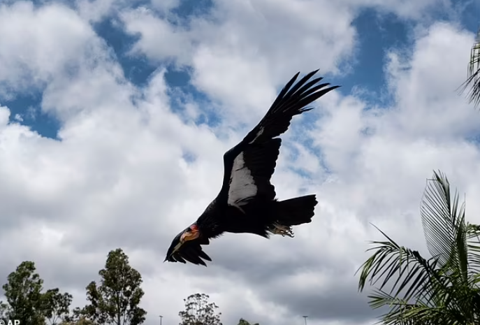 Thần ưng Andes là một trong những loài chim lớn nhất thế giới với sải cánh dài hơn 3m.