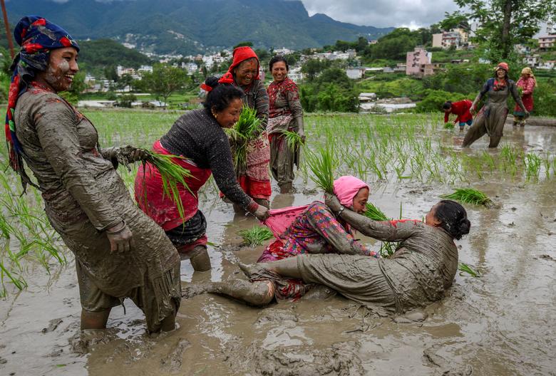 Những người phụ nữ 'đùa nghịch' trong bùn lầy khi họ trồng lúa trên cánh đồng trong Ngày Quốc khánh Lúa, còn được gọi là Asar Pandra ở Kathmandu (Nepal). (Ảnh: REUTERS/Monika Malla)