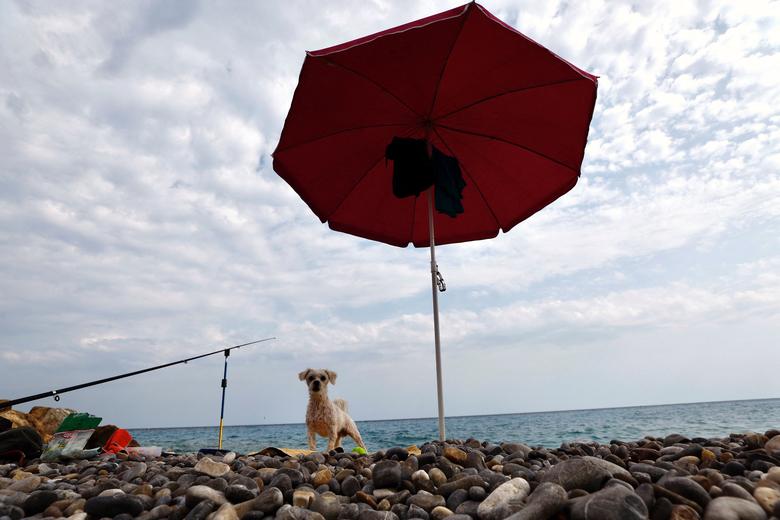 Một chú chó đứng dưới tán ô trên bãi biển trong đợt nắng nóng ở Nice (Pháp). (Ảnh: REUTERS/Eric Gaillard)