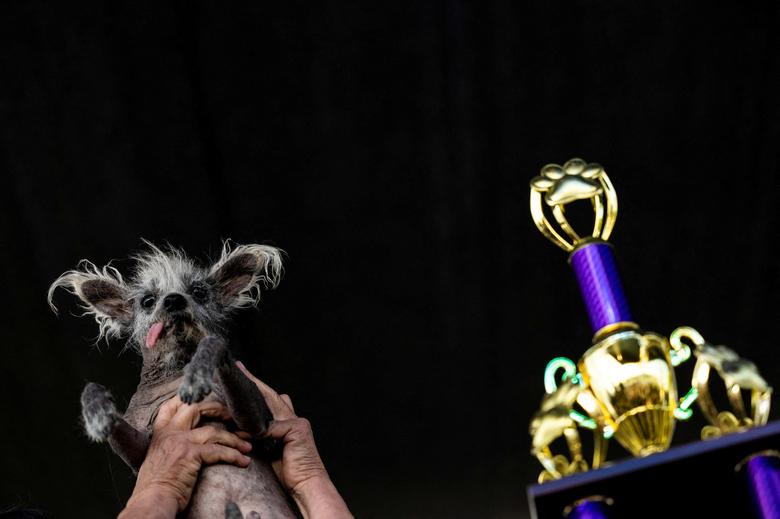 Linda Elmquist bế chú chó Scooter của mình sau khi giành chiến thắng trong Cuộc thi Chó xấu xí nhất Thế giới hàng năm tại Hội chợ Sonoma - Marin ở Petaluma, (California). (Ảnh: REUTERS/Carlos Barria)