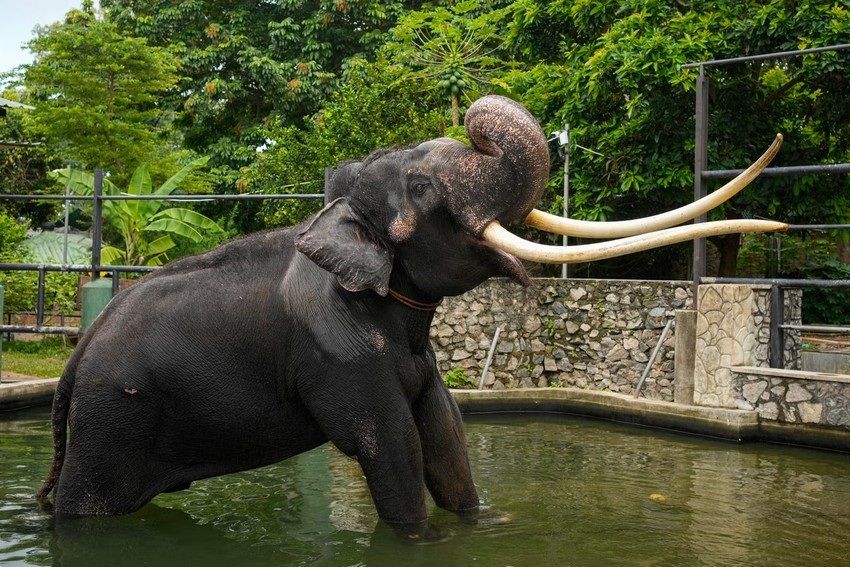 Hình ảnh chú voi Muthu Raja tại Sri Lanka ngày trước khi được đưa lên máy bay trở về Thái Lan. (Ảnh: AP)