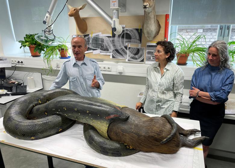 Udo Becker, nhà phân loại động vật học của Bảo tàng Lịch sử Tự nhiên Senckenberg ở Frankfurt, đứng cạnh một trong những vật được công chúng yêu thích của bảo tàng đó là con trăn đang nuốt chửng một con chuột lang nước. (Ảnh: REUTERS/Timm Reichert)