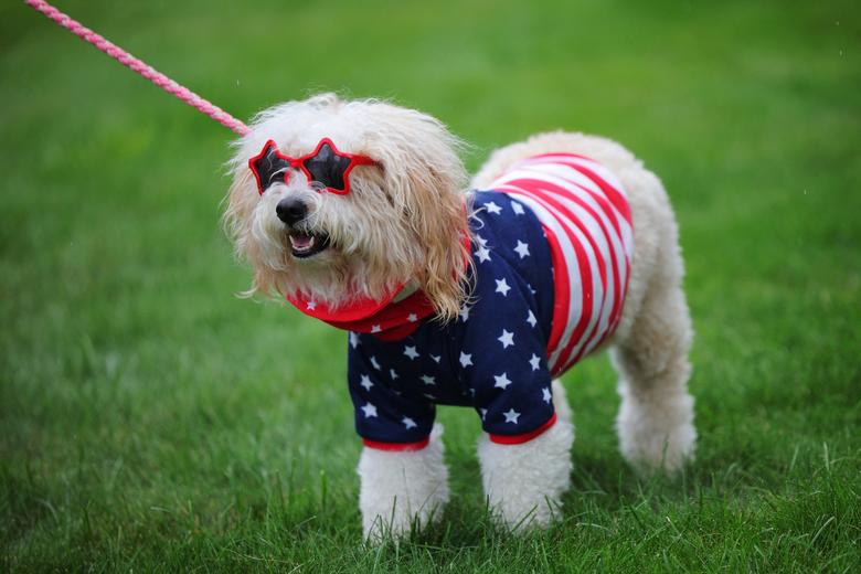 Một chú chó mặc quần áo có hình cờ Mỹ trước khi bắt đầu Cuộc diễu hành ngày 4/7 ở Merrimack (New Hampshire, Mỹ). (Ảnh: REUTERS/Brian Snyder)
