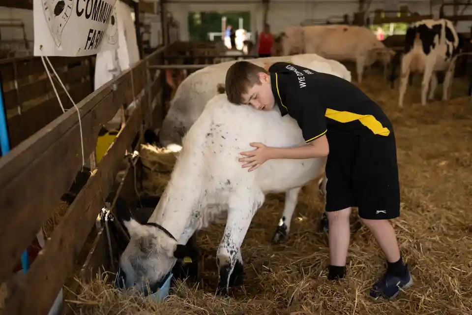 Một nông dân trẻ ôm một con bò tại triển lãm hạt Kent (Maidstone, Anh). (Ảnh: Dan Kitwood/Getty Images)