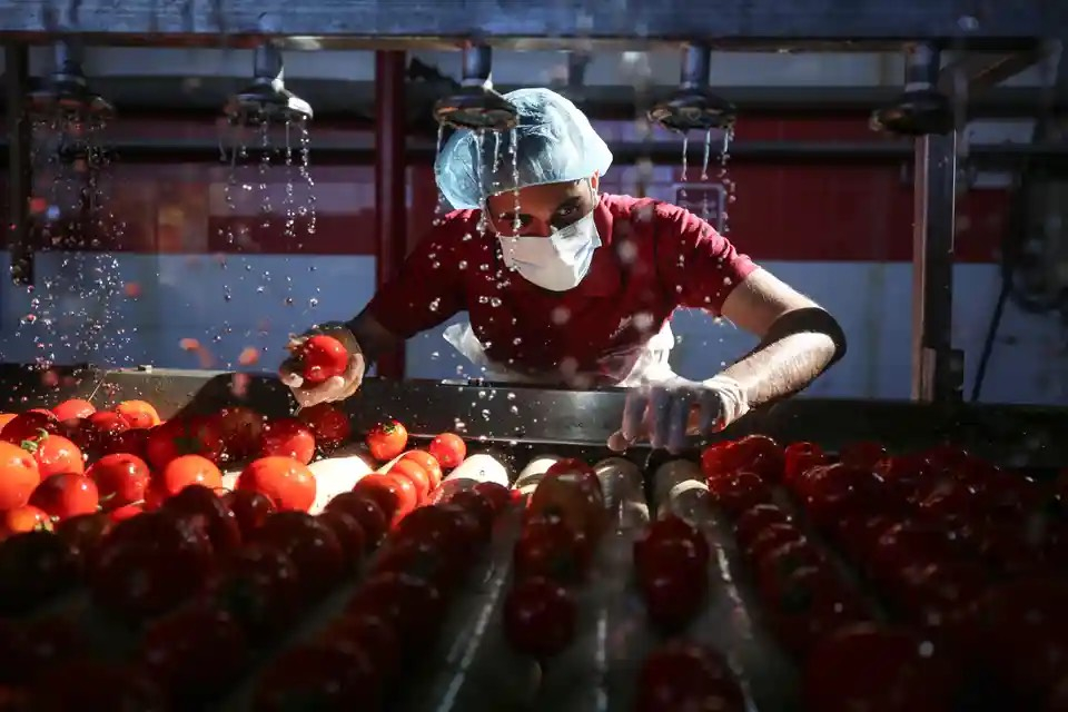 Một công nhân người Palestine tại một nhà máy bột cà chua ở trại tị nạn Jabalia (Dải Gaza). (Ảnh: Majdi Fathi/NurPhoto/Shutterstock)