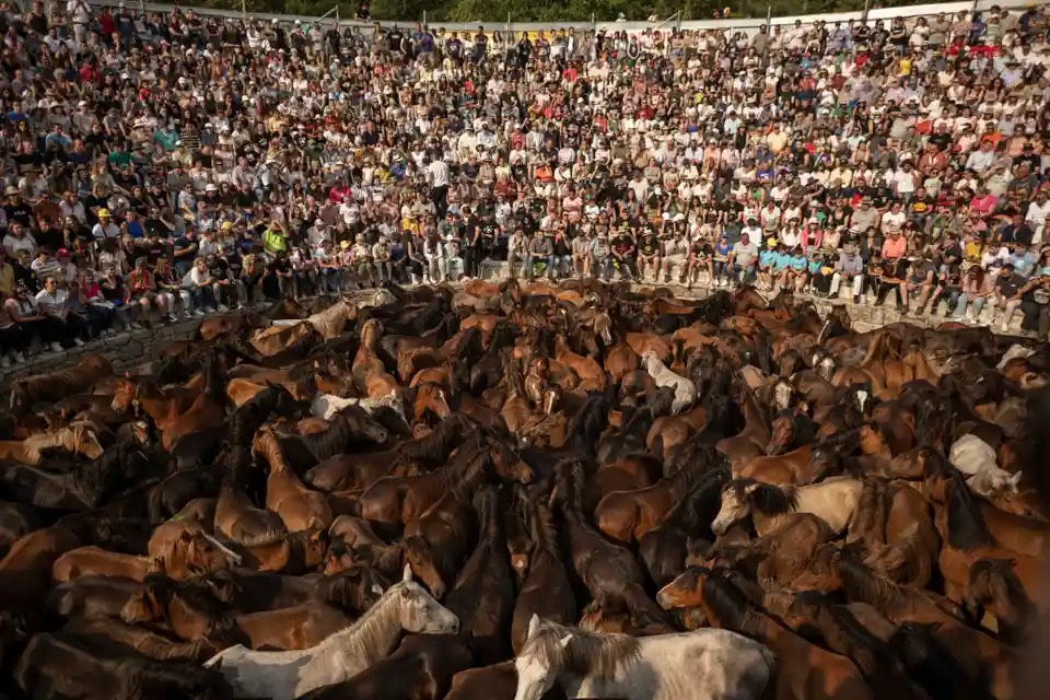 Những con ngựa hoang bị bắt đang chờ đóng dấu tại lễ hội rapa das bestas. (Ảnh: Brais Lorenzo/EPA)