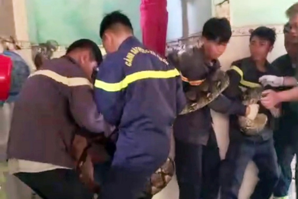 Các chiến sĩ cảnh sát phối hợp bắt con trăn 'khủng' và bàn giao cho Chi cục Kiểm lâm tỉnh Tây Ninh.