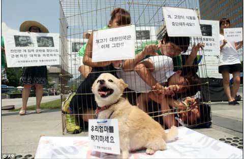 Một nhóm bạn trẻ Hàn Quốc trong phong trào chống lại hành vi ăn thịt chó.