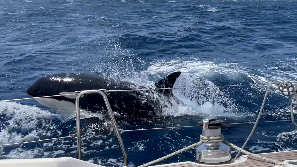 Cá voi sát thủ tấn công thuyền buồm ngoài khơi Morocco.