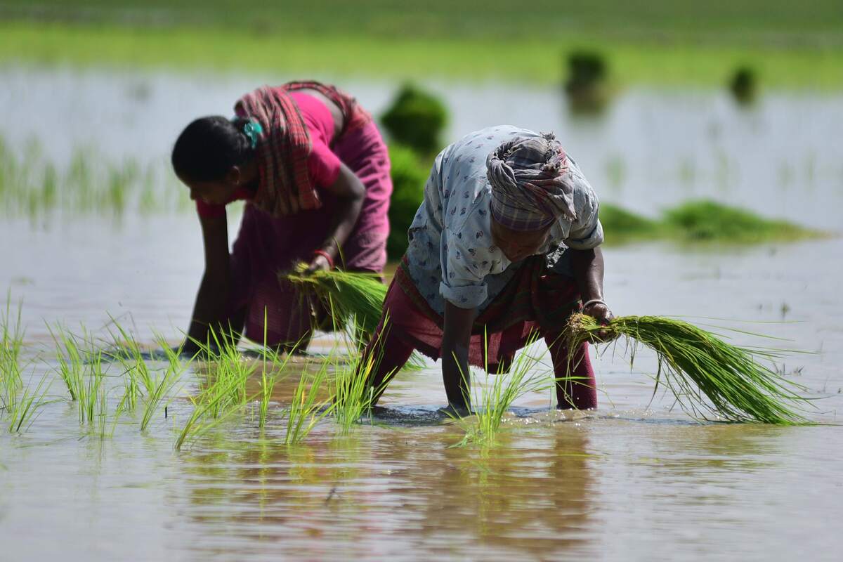 Những người phụ nữ gieo mạ trên cánh đồng lúa ở bang Assam (Ấn Độ).