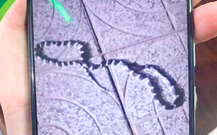 Hình ảnh con rắn cạp nia miền Bắc (Ảnh G.Đ.C.C.)