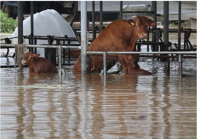 Đàn bò tại chuồng gia súc gần như bị nước lũ nhấn chìm ở Daegu (Hàn Quốc). (Ảnh: Reuters)
