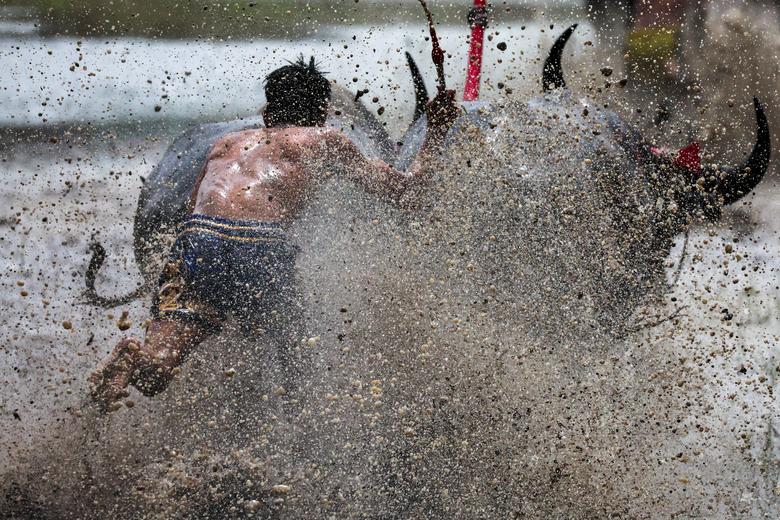 Một thí sinh thi đấu ở lễ hội đua trâu thường niên tại Chonburi (tỉnh Chonburi, Thái Lan). (Ảnh: REUTERS/Athit Perawongmetha)