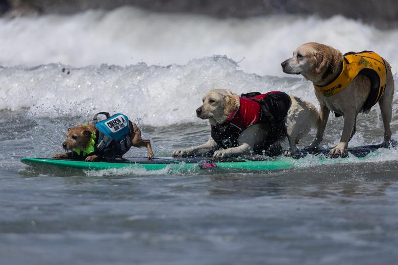 Ba 'thí sinh' thi đấu tại Giải vô địch lướt sóng dành cho chó ở Pacifica (California, Hoa Kỳ). (Ảnh: REUTERS/Carlos Barria)