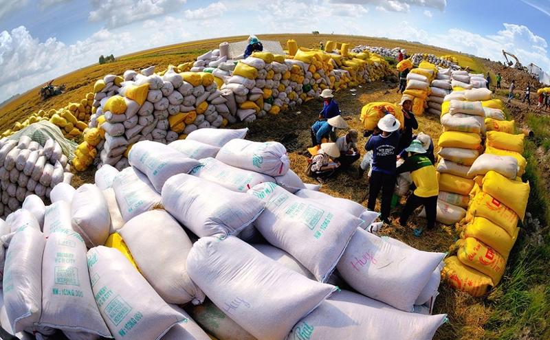 Việt Nam còn khoảng 2,67 triệu tấn gạo cho xuất khẩu trong 5 tháng còn lại của năm 2023. Ảnh minh hoạ