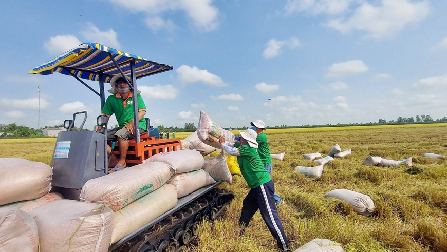 Giá gạo 5% tấm Việt Nam xuất khẩu ở mức 628 USD/tấn đứng đầu thế giới. Ảnh minh hoạ