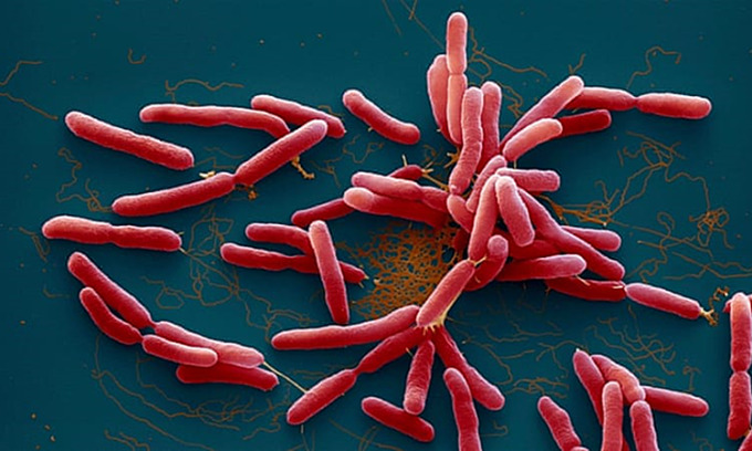 Vi khuẩn Burkholderia pseudomallei gây bệnh Whitmore. (Ảnh: Aljazeera)