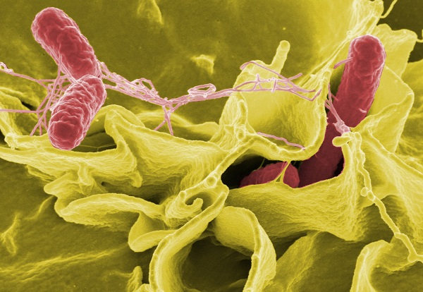 Hình ảnh vi khuẩn Salmonella. (Ảnh: Vinalab).