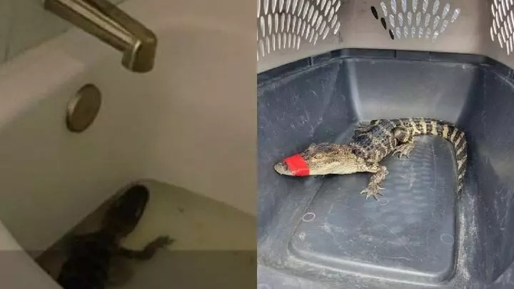 Stephan đã giữ con cá sấu ở bồn tắm khách sạn suốt 5 ngày. (Ảnh: Fox35)