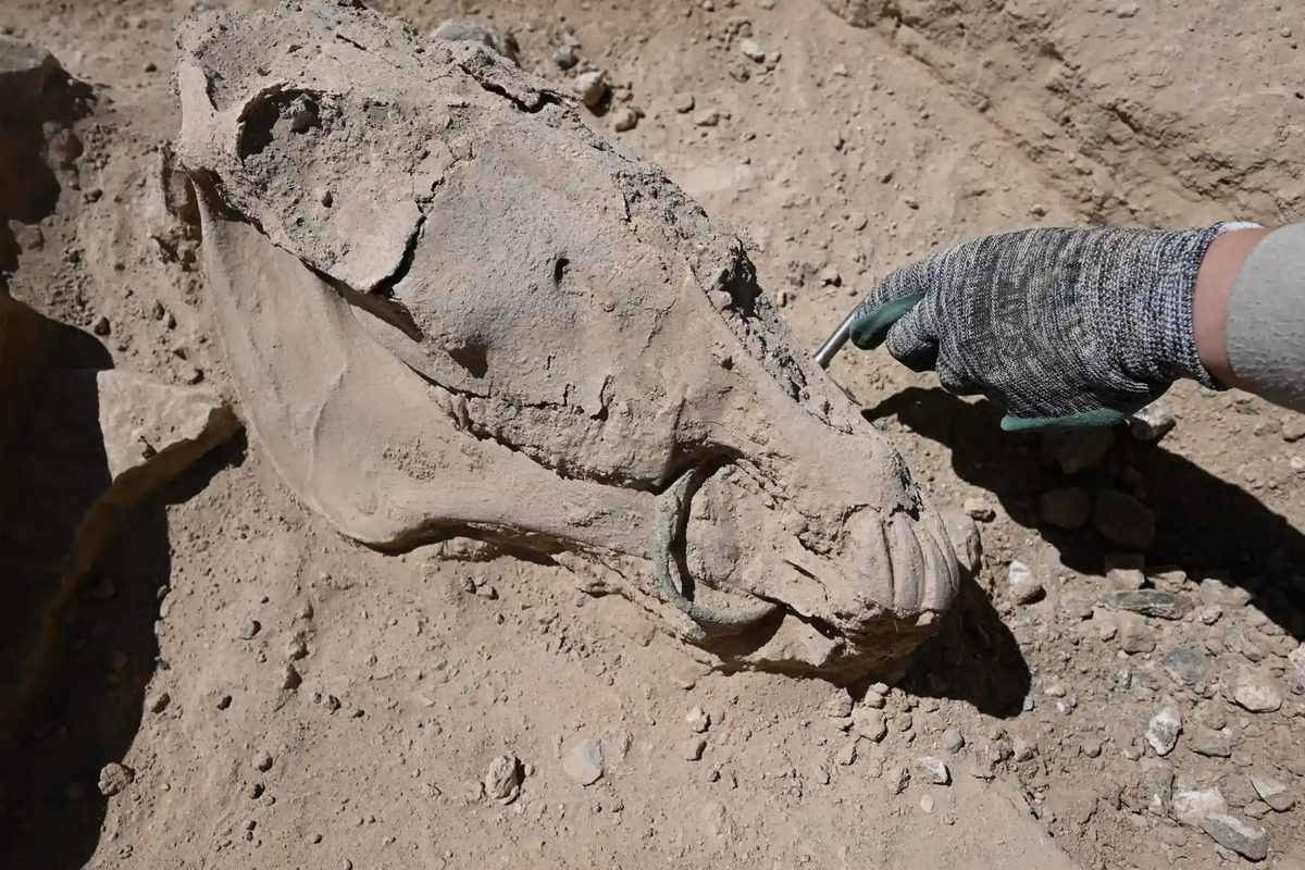 Bộ xương ngựa được khai quật ở một nghĩa địa tại Van (Thổ Nhĩ Kỳ). (Ảnh: Ozkan Bilgin/Anadolu Agency/Getty Images)