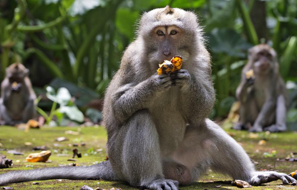 Một con khỉ hoang tấn công nhiều người ở Vĩnh Long đang được lực lượng chức năng truy tìm. (Ảnh minh họa)