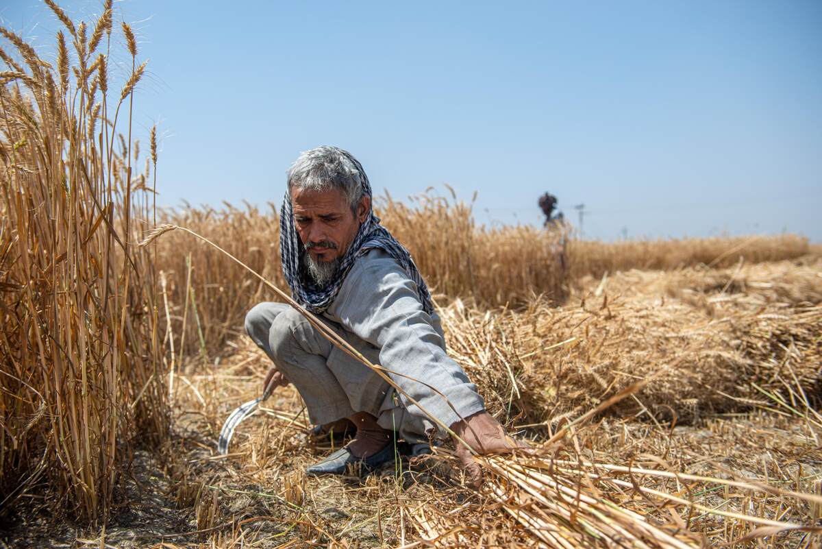 Thu hoạch lúa mì là công việc hàng ngày của người đàn ông 60 tuổi trên cánh đồng ở quận Ghaziabad (bang Uttar Pradesh, Ấn Độ)