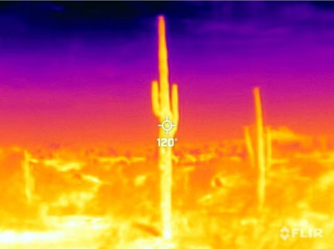 Một cây xương rồng saguaro được nhìn thấy trong đợt nắng nóng kéo dài 27 ngày với nhiệt độ trên 110 độ F (43 độ C) tại Vườn Bách thảo Sa mạc ở Phoenix, Arizona, Hoa Kỳ, ngày 26 tháng 7 năm 2023. Vào ngày 26 tháng 7 lúc 09 giờ :50 (GMT-7), Flir One ProThermal.