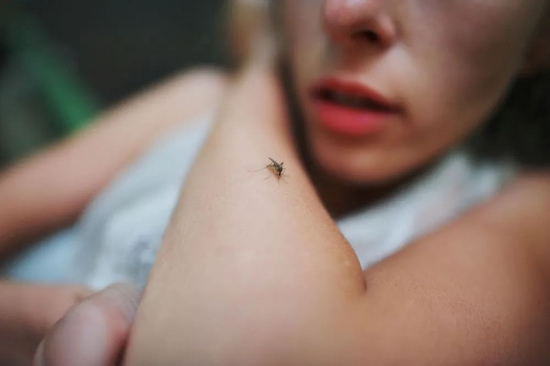 Sốt xuất huyết là bệnh truyền nhiễm cấp tính do virus mang Dengue lây truyền từ người này sang người khác qua vết cắn của muỗi. (Ảnh minh họa)